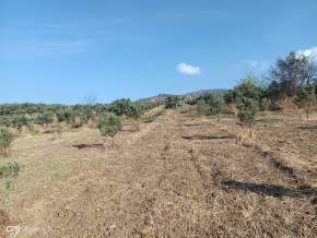 Tekirdağ Şarköy Eriklice Mahallesi Satılık Zeytinlik