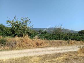 Tekirdağ Şarköy Mursallı Mahallesi Satılık Üzüm Bağı