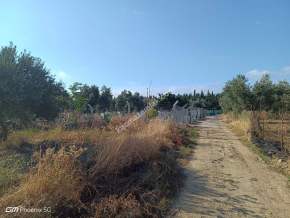 Tekirdağ Şarköy Camiikebir Mahallesi Satılık Zeytinlik