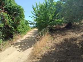 Tekirdağ Şarköy Hoşköy Mahallesi Satılık Zeytinlik