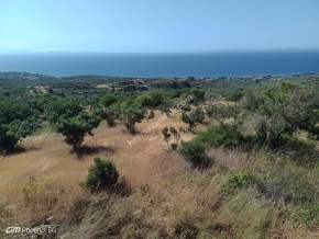 Tekirdağ Şarköy Yukarıkalamış Mah. Satılık Zeytinlik