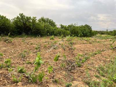 Niğde Bor Bahçeli Satılık 846 M2 Bağ 6