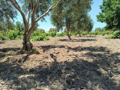 Tekirdağ Şarköy Camiikebir Mahallesi Satılık Bağ Bahçe 28