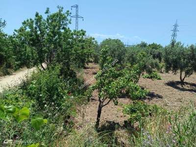 Tekirdağ Şarköy Camiikebir Mahallesi Satılık Bağ Bahçe 32