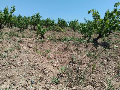 Tekirdağ Şarköy Camiikebir Mahallesi Satılık Bağ Bahçe 11