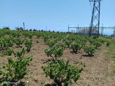 Tekirdağ Şarköy Camiikebir Mahallesi Satılık Bağ Bahçe 9