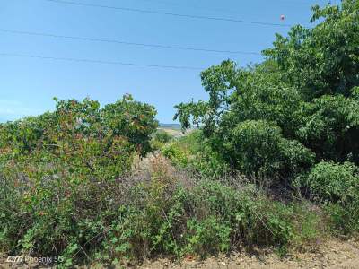 Tekirdağ Şarköy Camiikebir Mahallesi Satılık Bağ Bahçe 17