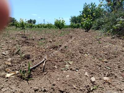 Tekirdağ Şarköy Camiikebir Mahallesi Satılık Bağ Bahçe 23