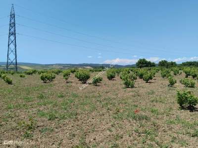 Tekirdağ Şarköy Camiikebir Mahallesi Satılık Bağ Bahçe 6