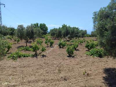 Tekirdağ Şarköy Camiikebir Mahallesi Satılık Bağ Bahçe 26