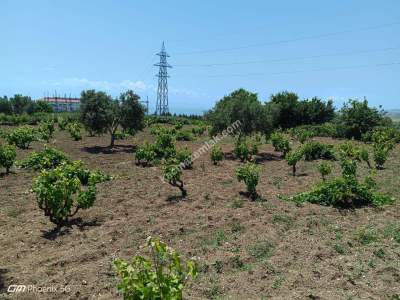 Tekirdağ Şarköy Camiikebir Mahallesi Satılık Bağ Bahçe 22