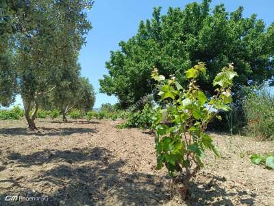 Tekirdağ Şarköy Camiikebir Mahallesi Satılık Bağ Bahçe 33