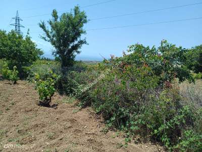 Tekirdağ Şarköy Camiikebir Mahallesi Satılık Bağ Bahçe 19