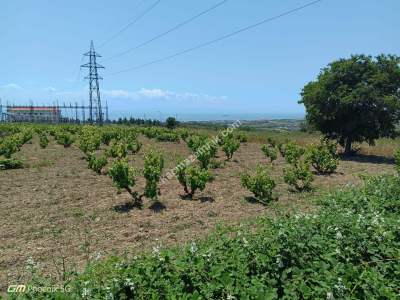 Tekirdağ Şarköy Camiikebir Mahallesi Satılık Bağ Bahçe 14