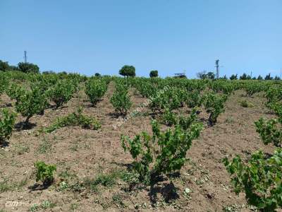 Tekirdağ Şarköy Camiikebir Mahallesi Satılık Bağ Bahçe 12