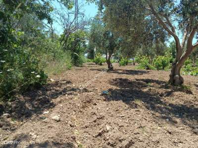 Tekirdağ Şarköy Camiikebir Mahallesi Satılık Bağ Bahçe 29