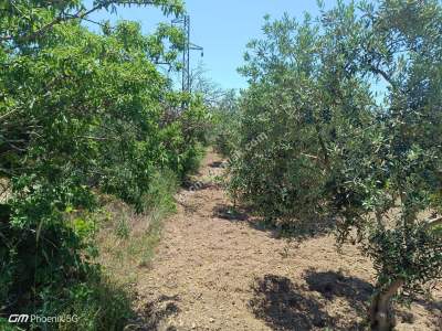 Tekirdağ Şarköy Camiikebir Mahallesi Satılık Bağ Bahçe 30