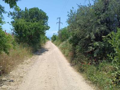 Tekirdağ Şarköy Camiikebir Mahallesi Satılık Bağ Bahçe 4