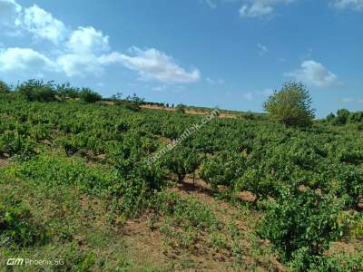 Tekirdağ Şarköy Çengelli Mahallesi Satılık Üzüm Bağı 5