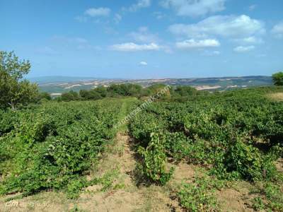 Tekirdağ Şarköy Çengelli Mahallesi Satılık Üzüm Bağı 4