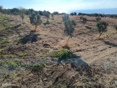 Tekirdağ Şarköy Eriklice Mahallesi Satılık Zeytinlik 4