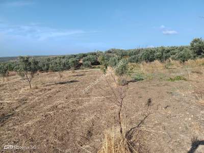 Tekirdağ Şarköy Eriklice Mahallesi Satılık Zeytinlik 5