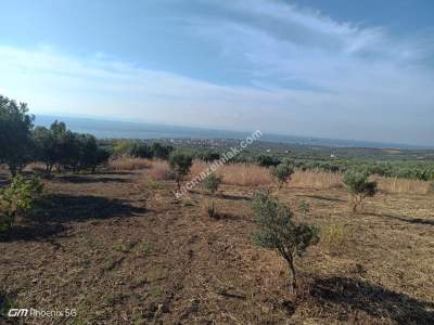 Tekirdağ Şarköy Eriklice Mahallesi Satılık Zeytinlik 3