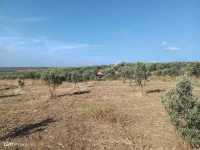 Tekirdağ Şarköy Eriklice Mahallesi Satılık Zeytinlik 2