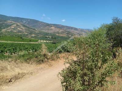 Tekirdağ Şarköy Gaziköy Mahallesinde Satılık Üzüm Bağı 4