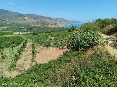 Tekirdağ Şarköy Gaziköy Mahallesinde Satılık Üzüm Bağı 8