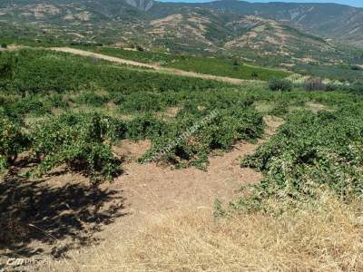 Tekirdağ Şarköy Gaziköy Mahallesinde Satılık Üzüm Bağı 5