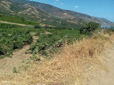 Tekirdağ Şarköy Gaziköy Mahallesinde Satılık Üzüm Bağı 3