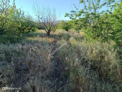 Tekirdağ Şarköy Hoşköy Mahallesi Satılık Kiraz Bahçesi 12