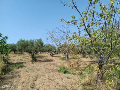 Tekirdağ Şarköy Hoşköy Mahallesi Satılık Zeytinlik 7