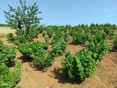 Tekirdağ Şarköy İğdebağları Mahallesi Satılık Üzüm Bağı 10