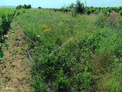 Tekirdağ Şarköy İğdebağları Mahallesi Satılık Üzüm Bağı 17