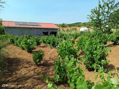 Tekirdağ Şarköy İğdebağları Mahallesi Satılık Üzüm Bağı 1