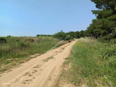 Tekirdağ Şarköy İğdebağları Mahallesi Satılık Üzüm Bağı 4