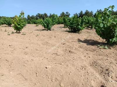 Tekirdağ Şarköy İğdebağları Mahallesi Satılık Üzüm Bağı 7