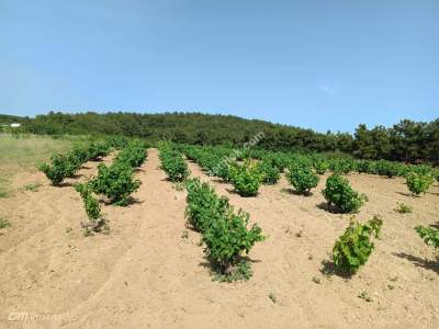 Tekirdağ Şarköy İğdebağları Mahallesi Satılık Üzüm Bağı 9