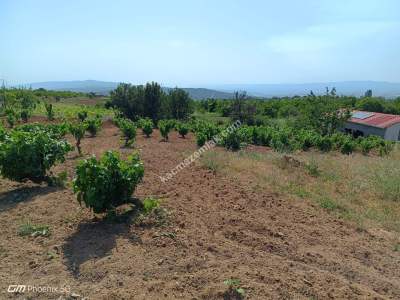 Tekirdağ Şarköy İğdebağları Mahallesi Satılık Üzüm Bağı 8