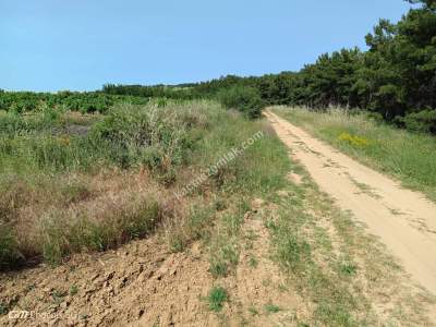 Tekirdağ Şarköy İğdebağları Mahallesi Satılık Üzüm Bağı 14