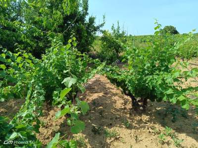 Tekirdağ Şarköy İğdebağları Mahallesi Satılık Üzüm Bağı 13