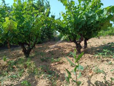 Tekirdağ Şarköy İğdebağları Mahallesi Satılık Üzüm Bağı 11