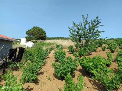 Tekirdağ Şarköy İğdebağları Mahallesi Satılık Üzüm Bağı 15