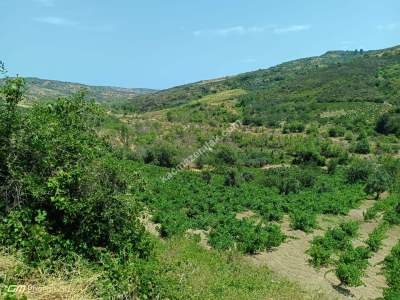 Tekirdağ Şarköy Mursallı Mahallesi Satılık Üzüm Bağı 4