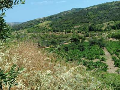 Tekirdağ Şarköy Mursallı Mahallesi Satılık Üzüm Bağı 3