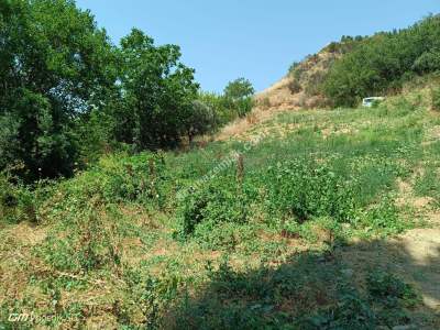 Tekirdağ Şarköy Mursallı Mahallesi Satılık Üzüm Bağı 6