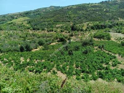 Tekirdağ Şarköy Mursallı Mahallesi Satılık Üzüm Bağı 2