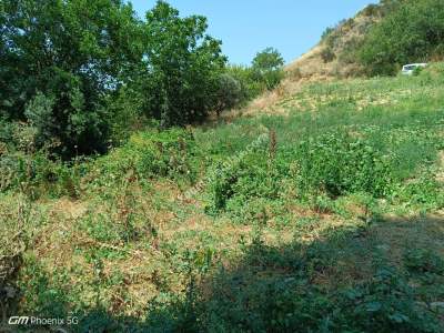 Tekirdağ Şarköy Mursallı Mahallesi Satılık Üzüm Bağı 5